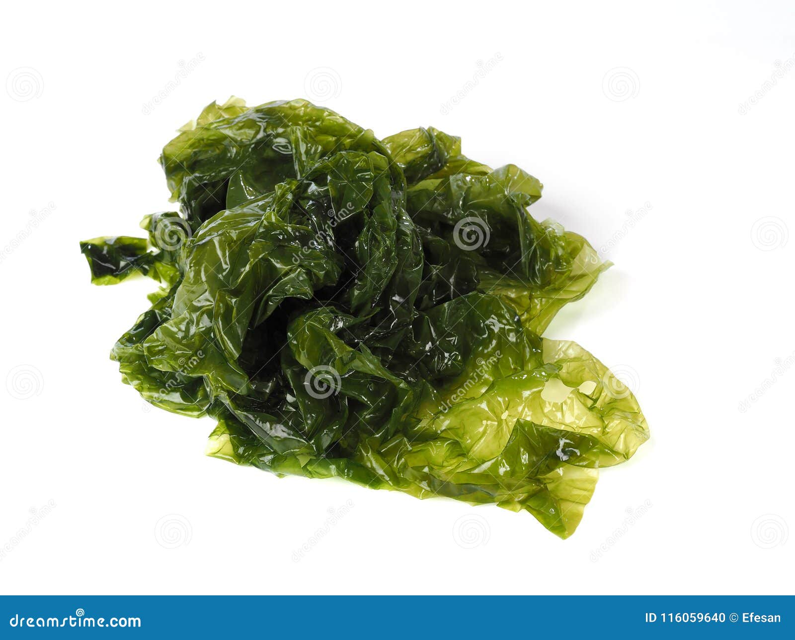 sea lettuce Ã¢â¬â lechuga de mar